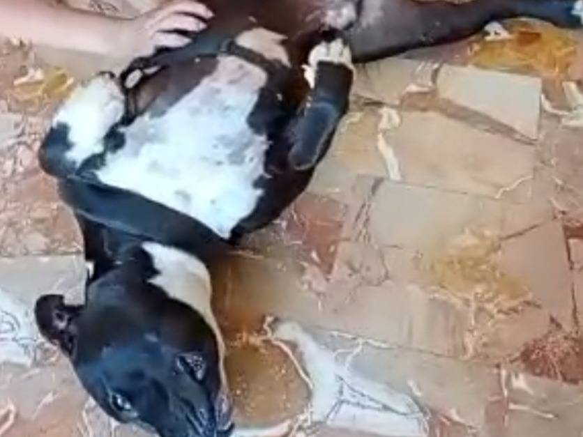 Vuoi adottare un cane a Mantova?