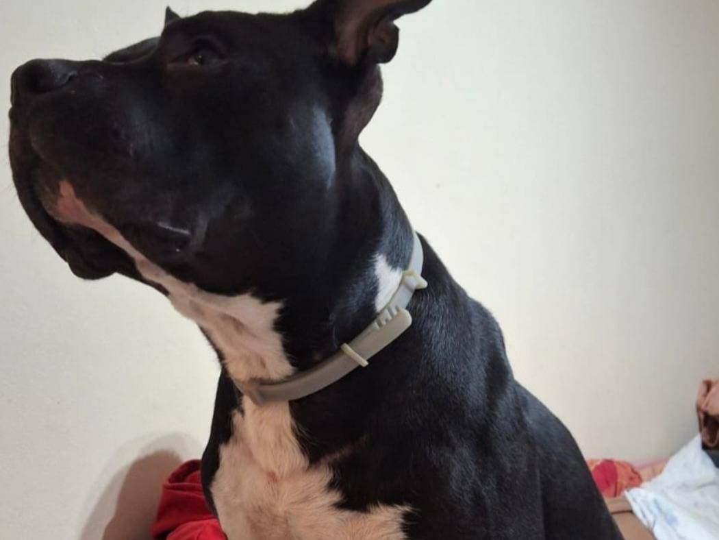 Adotta il cane Aron Amstaff Bully a Mantova