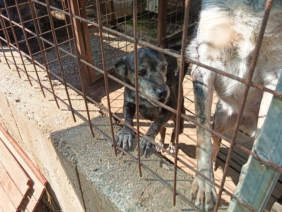 Adozione cane, maschio, Razza sconosciuta Razza sconosciuta, 8 anni, taglia piccola, Napoli