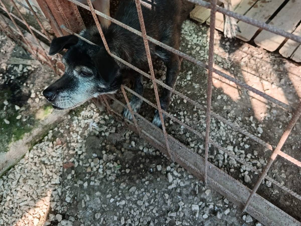 Adotta un cane, maschio, 8 anni, Napoli