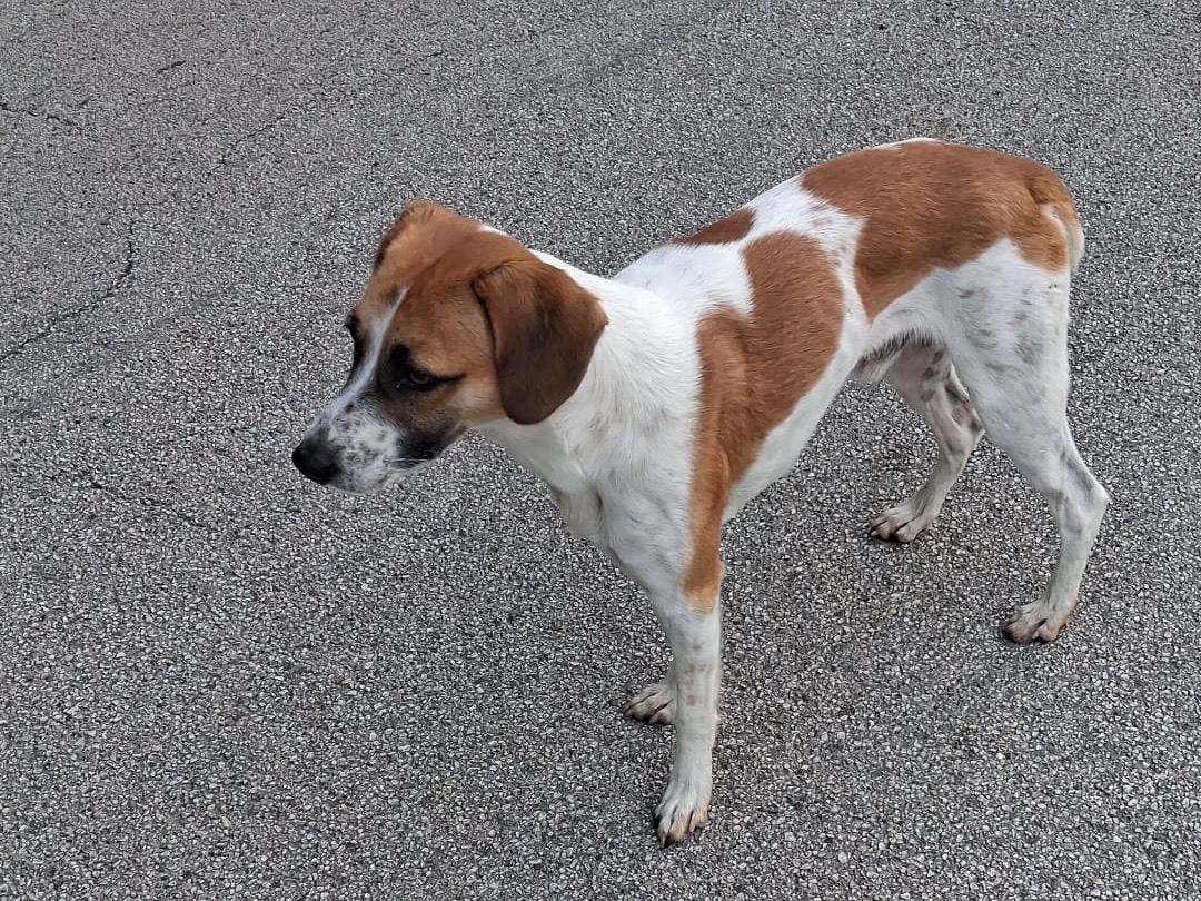 Adotta un cane, maschio, 2 anni e 1 mese, Frosinone
