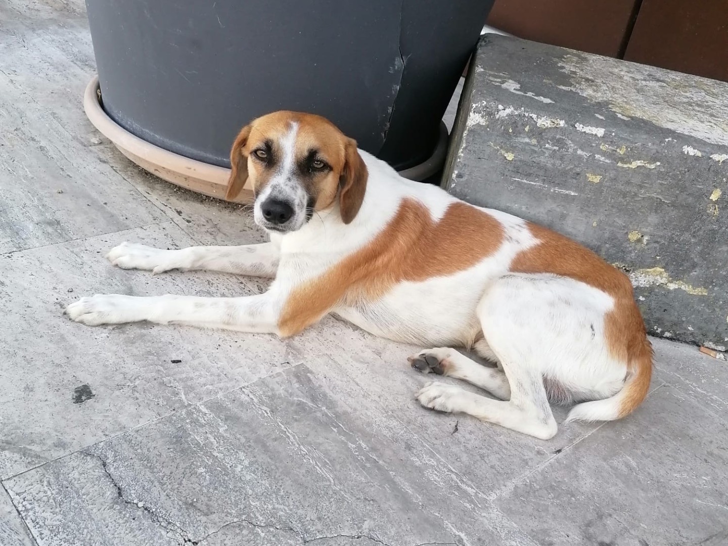 Adotta un cane, taglia media contenuta, maschio, Frosinone