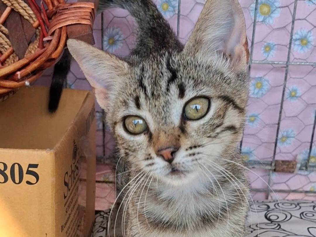 Adozione gatto, femmina, Razza sconosciuta Razza sconosciuta, 3 mesi, taglia non valida, Latina