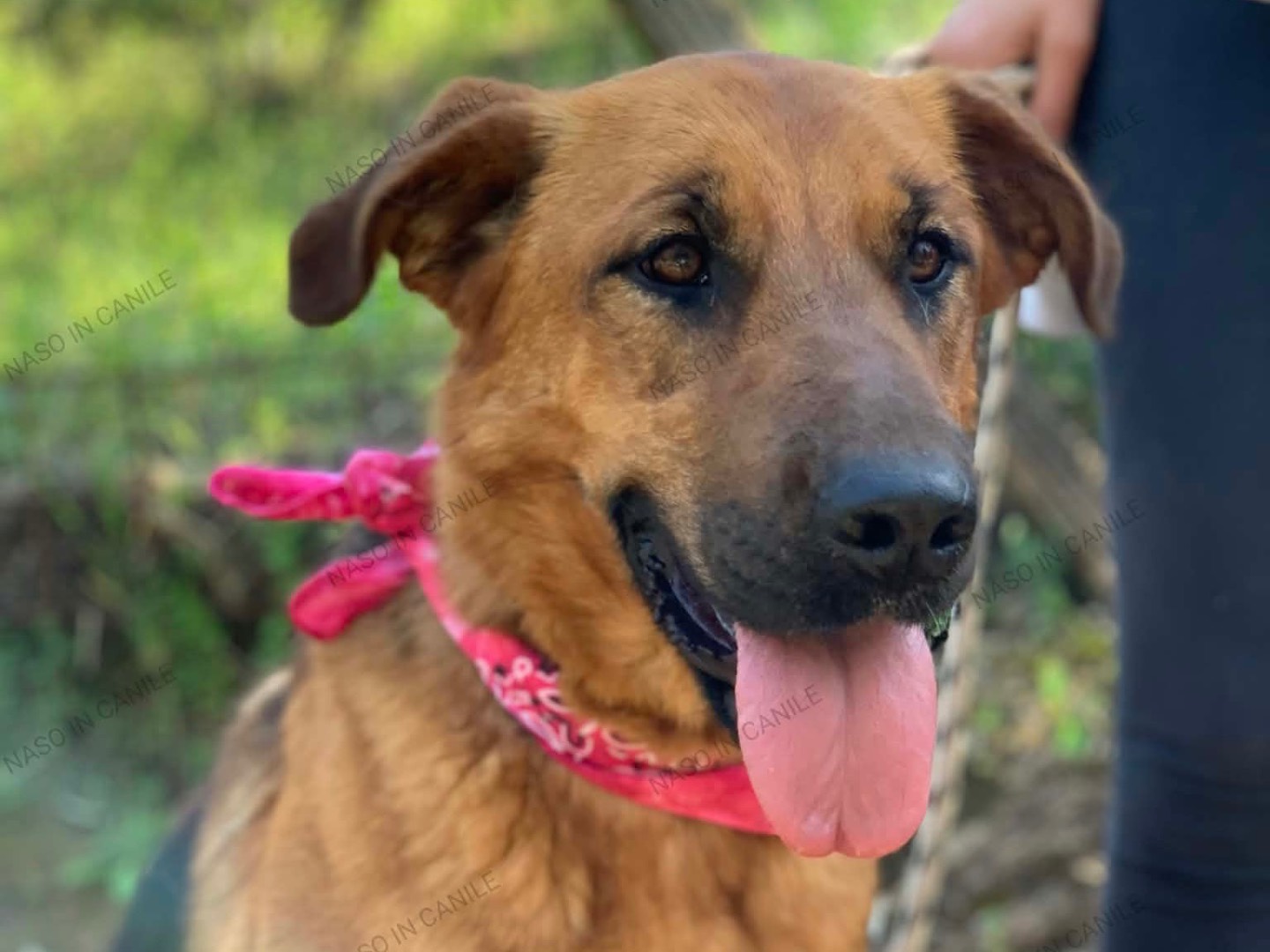 Adotta un cane, femmina, 3 anni e 5 mesi, Latina