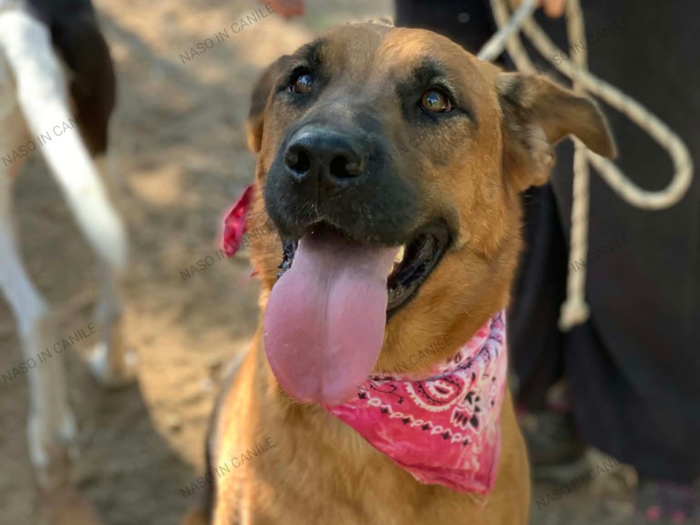 Adotta un cane, taglia grande, femmina, Latina