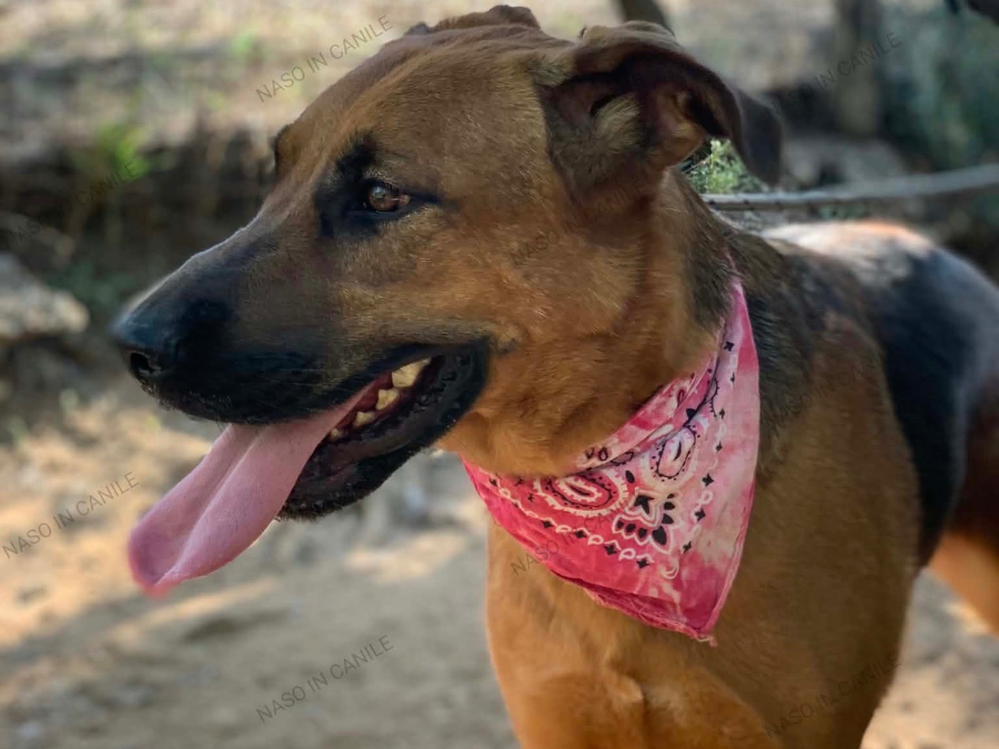 Adotta il cane Margot  a Latina