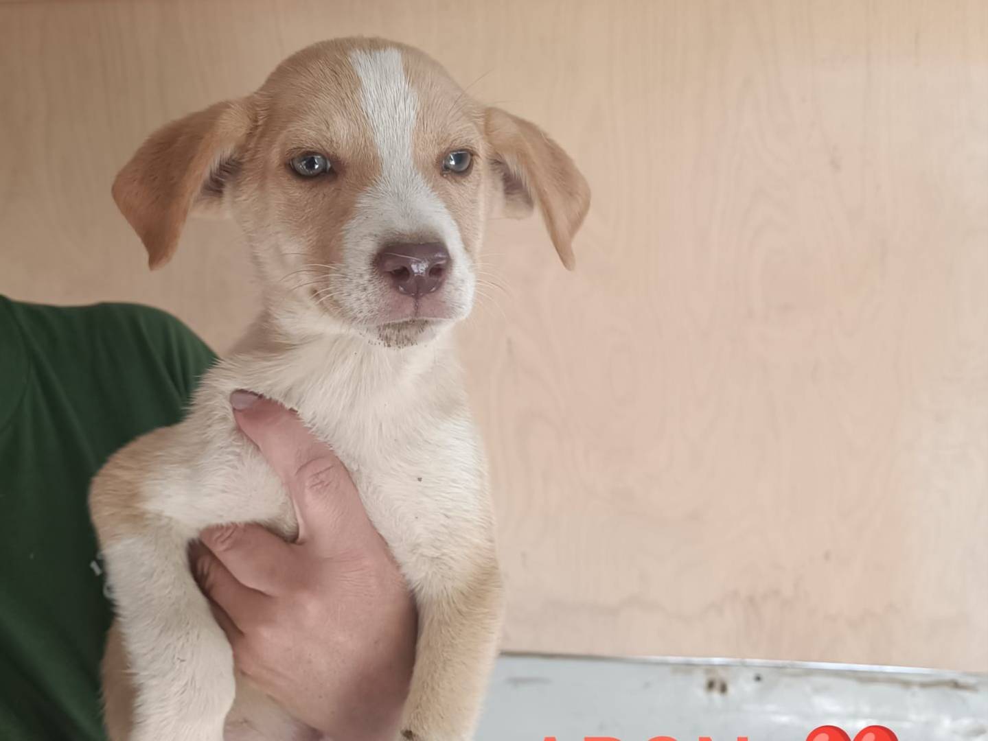Adotta un cane, maschio, 3 mesi, Trapani