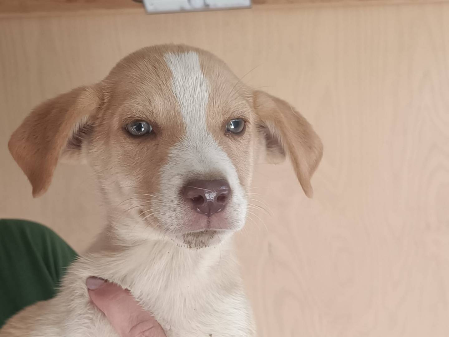 Adozione cane, maschio, Siberian Husky Razza sconosciuta, 3 mesi, taglia media, Trapani