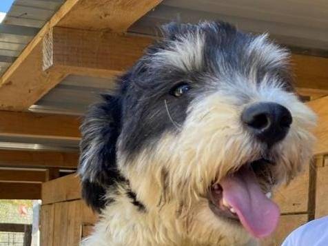 Adotta un cane, maschio, 2 anni e 3 mesi, Udine