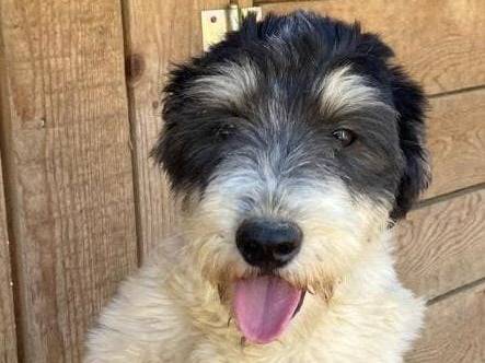 Adotta un cane, taglia piccola, maschio, Udine