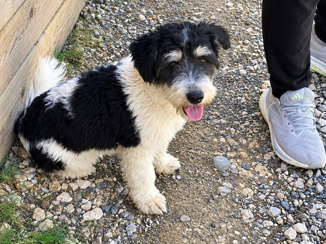Adozione cane, maschio, Razza sconosciuta Razza sconosciuta, 2 anni e 3 mesi, taglia piccola, Udine