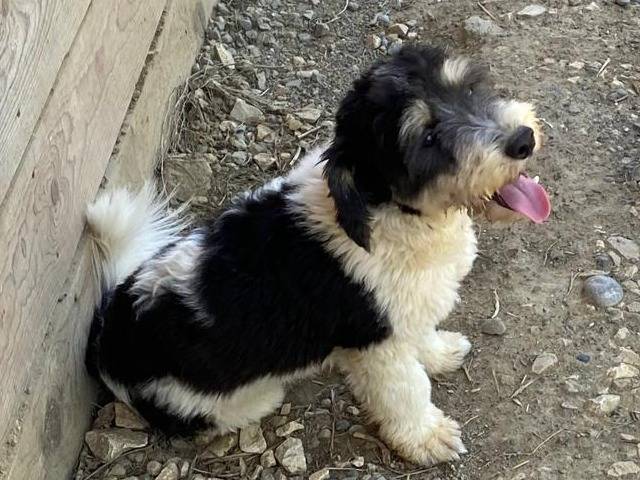 Vuoi adottare un cane a Udine?