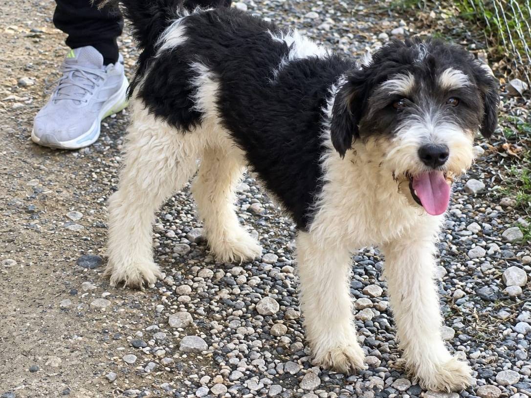 Adotta il cane Pepe a Udine