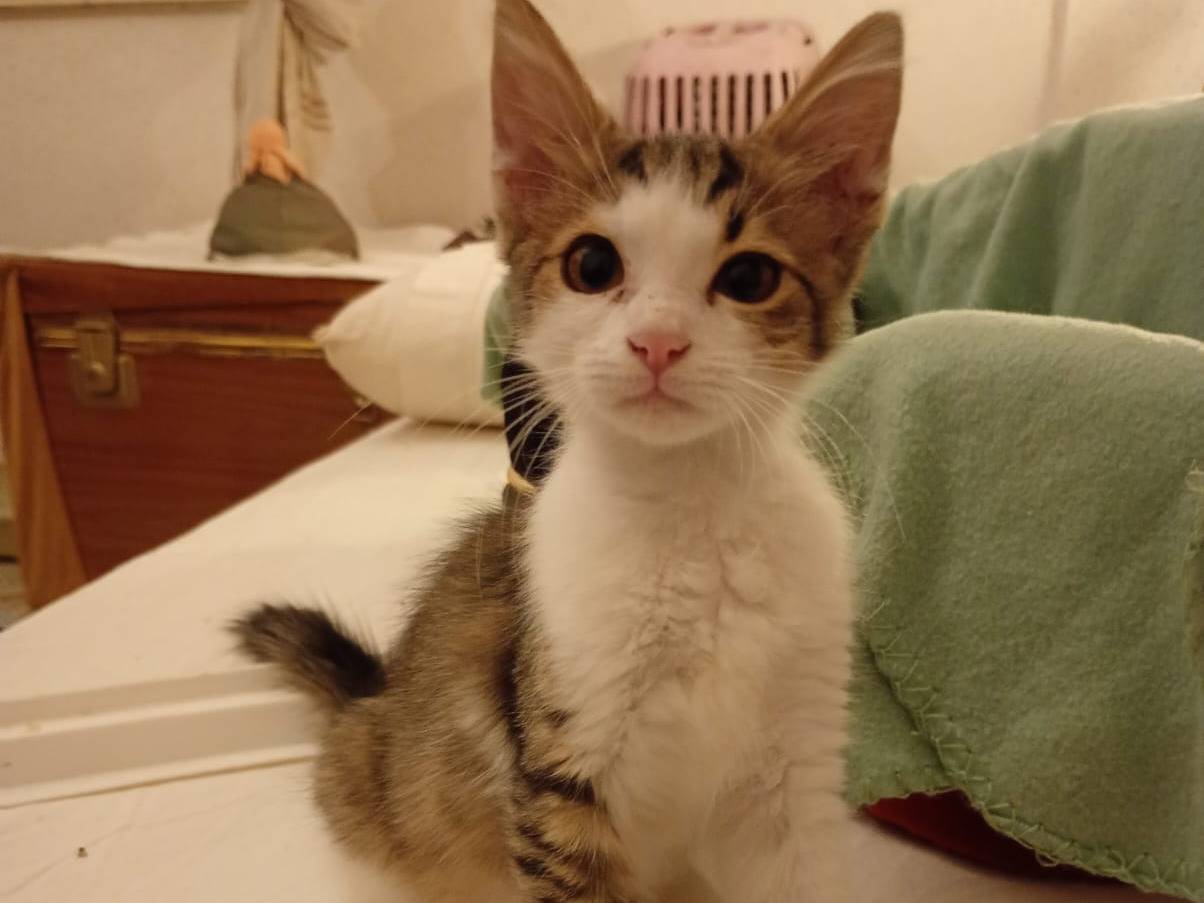 Vuoi adottare un gatto a Trapani?