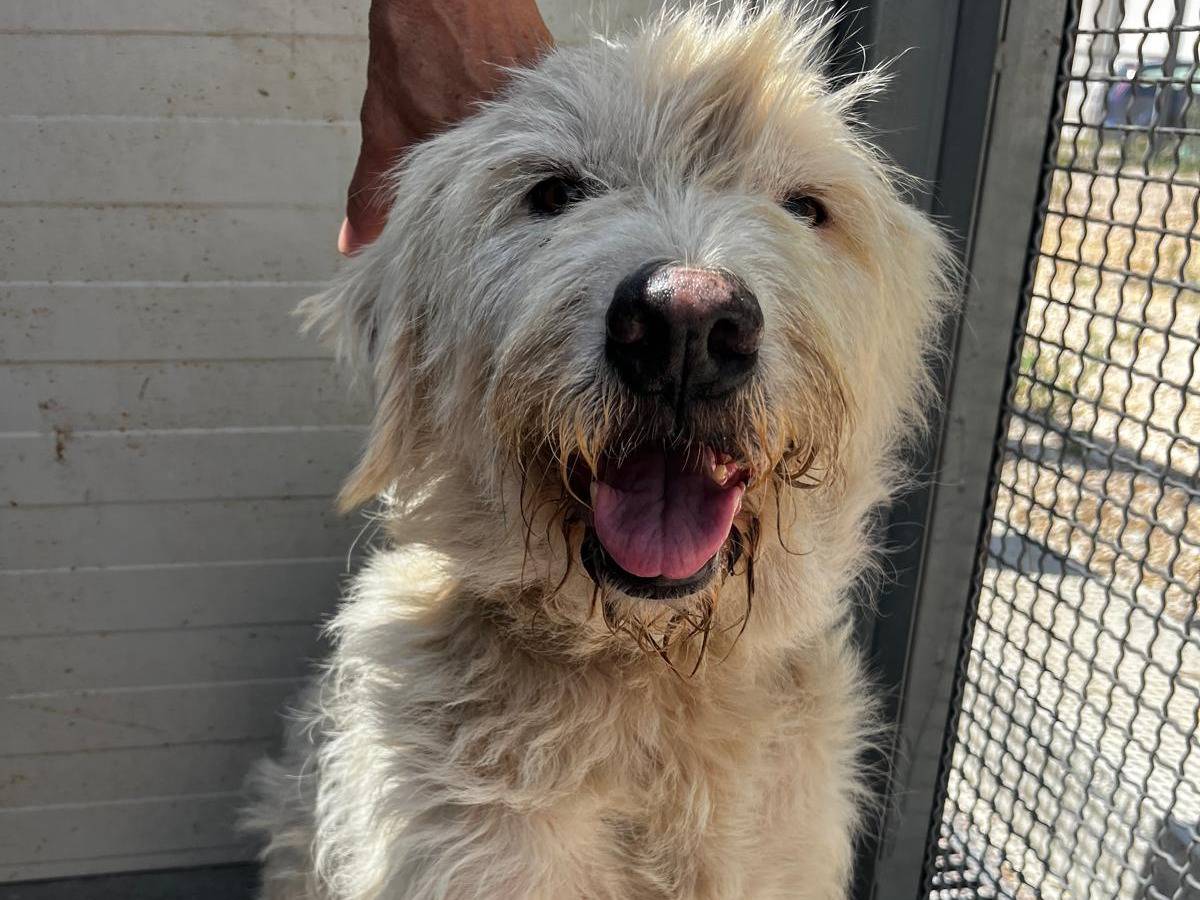 Adozione cane, maschio, Razza sconosciuta Razza sconosciuta, 2 anni, taglia media, Trapani