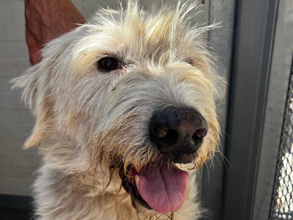 Adotta un cane, maschio, 2 anni, Trapani