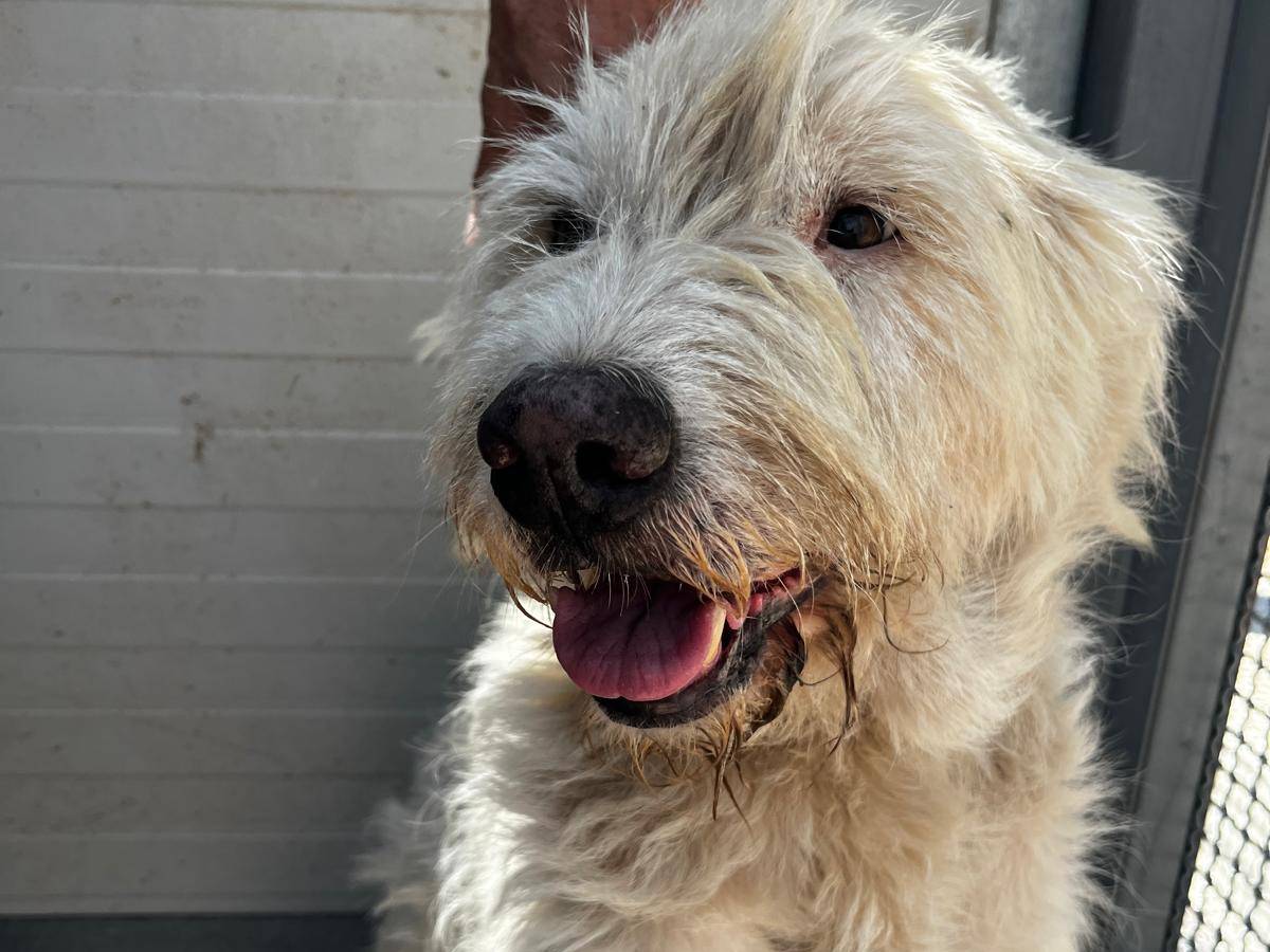 Adotta un cane, taglia media, maschio, Trapani
