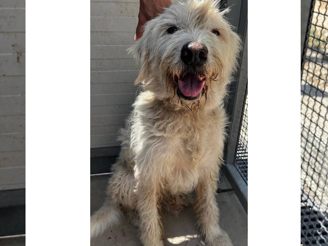 Vuoi adottare un cane a Trapani?
