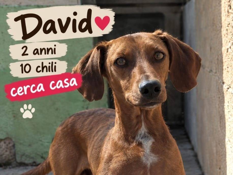 Adozione cane, maschio, Razza sconosciuta Razza sconosciuta, 2 anni e 1 mese, taglia piccola, Biella