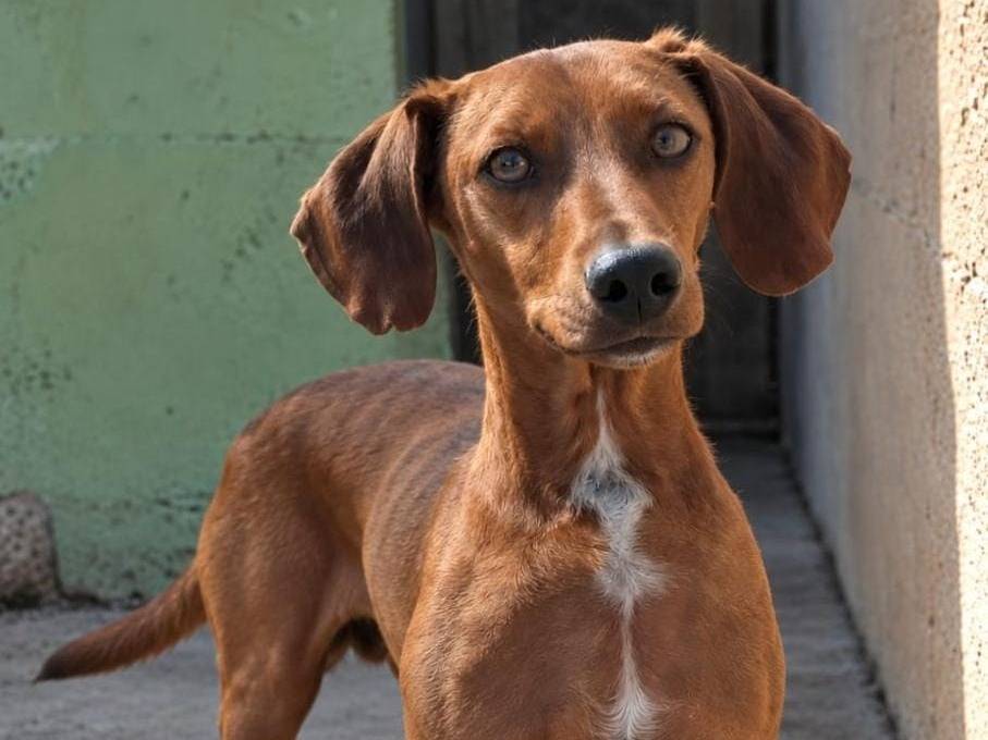 Adotta un cane, maschio, 2 anni e 1 mese, Biella