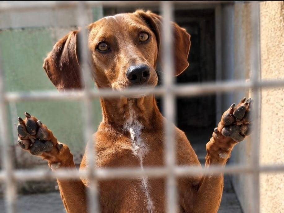 Adotta un cane, taglia piccola, maschio, Biella