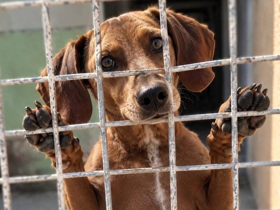 Vuoi adottare un cane a Biella?