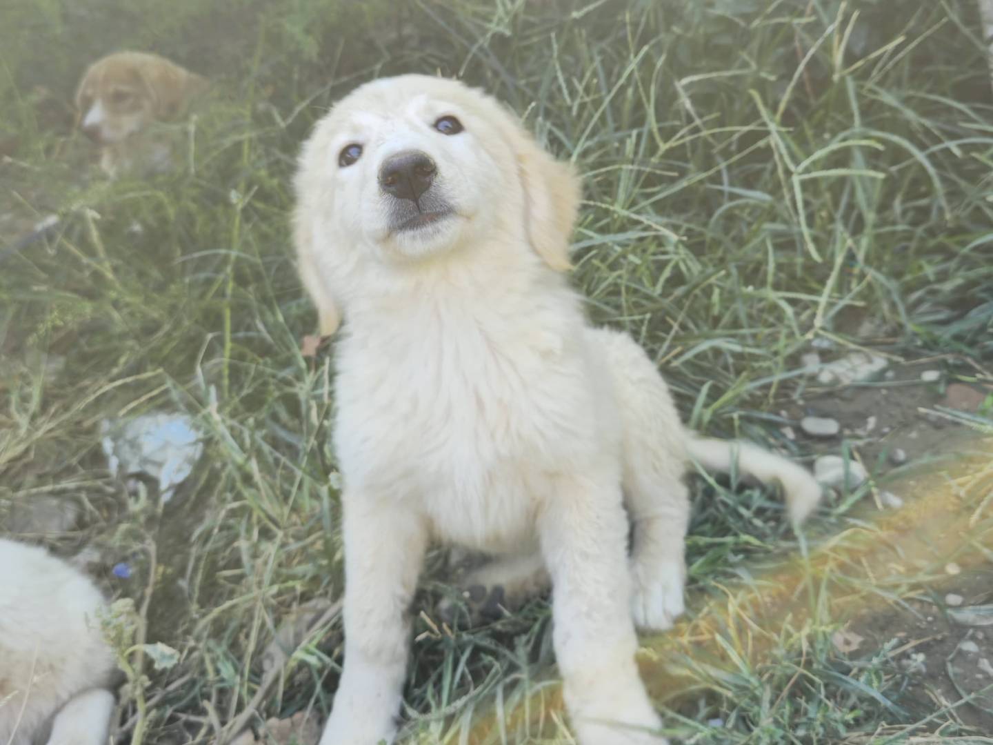 Adotta un cane, femmina, 3 mesi, Udine