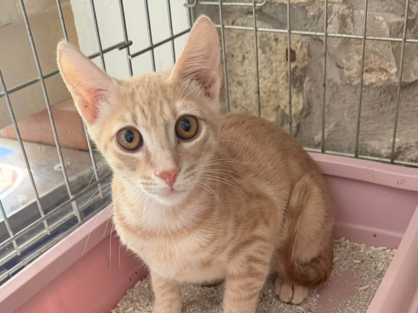 Adozione gatto, maschio, Razza sconosciuta Razza sconosciuta, 3 mesi, taglia non valida, Latina