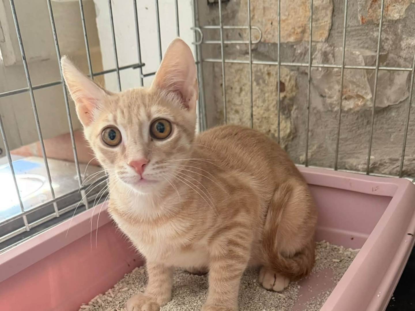 Adotta un gatto, maschio, 3 mesi, Latina