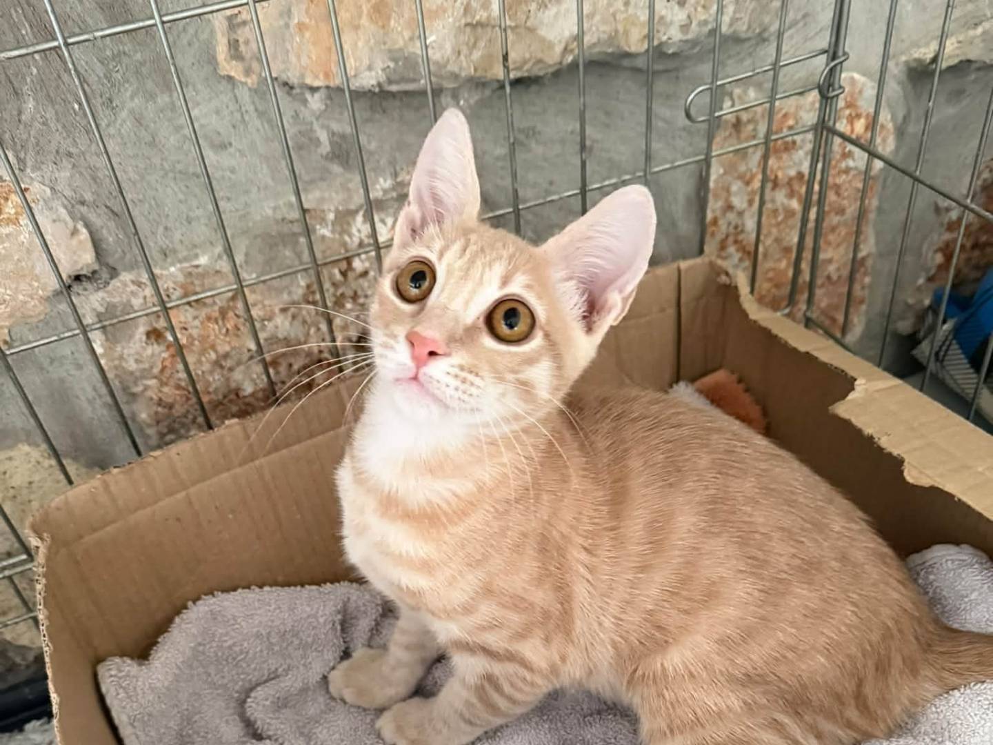 Adotta un gatto, taglia non valida, maschio, Latina
