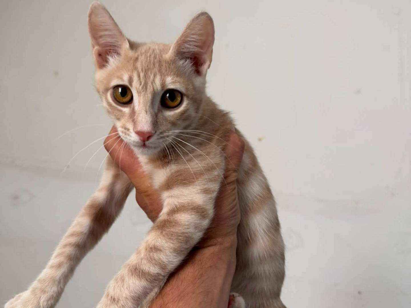 Vuoi adottare un gatto a Latina?