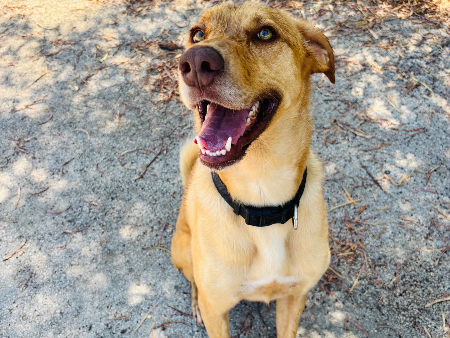 Adozione cane, maschio, Razza sconosciuta Razza sconosciuta, 3 anni e 5 mesi, taglia media, Siracusa