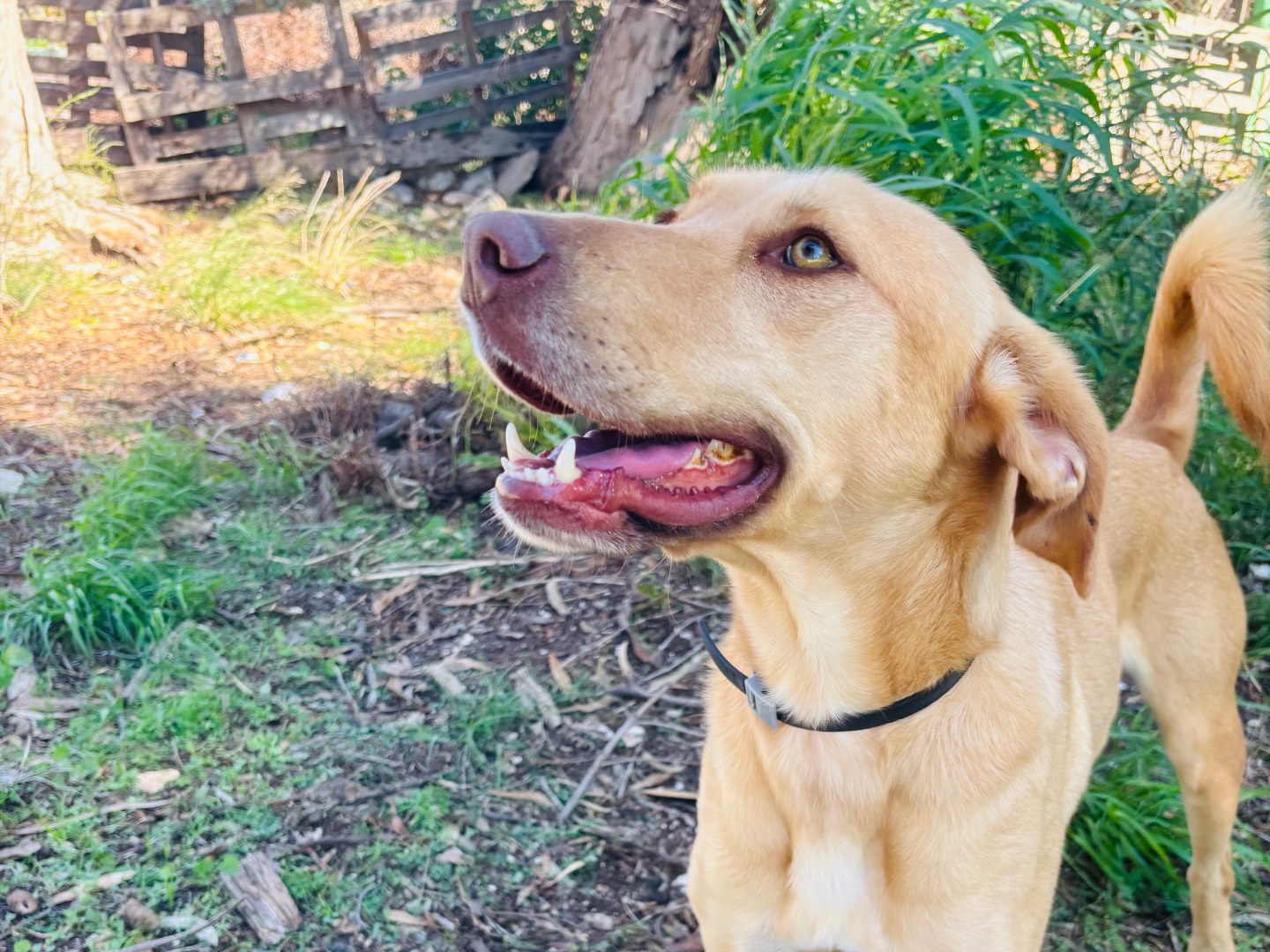 Adotta un cane, maschio, 3 anni e 5 mesi, Siracusa