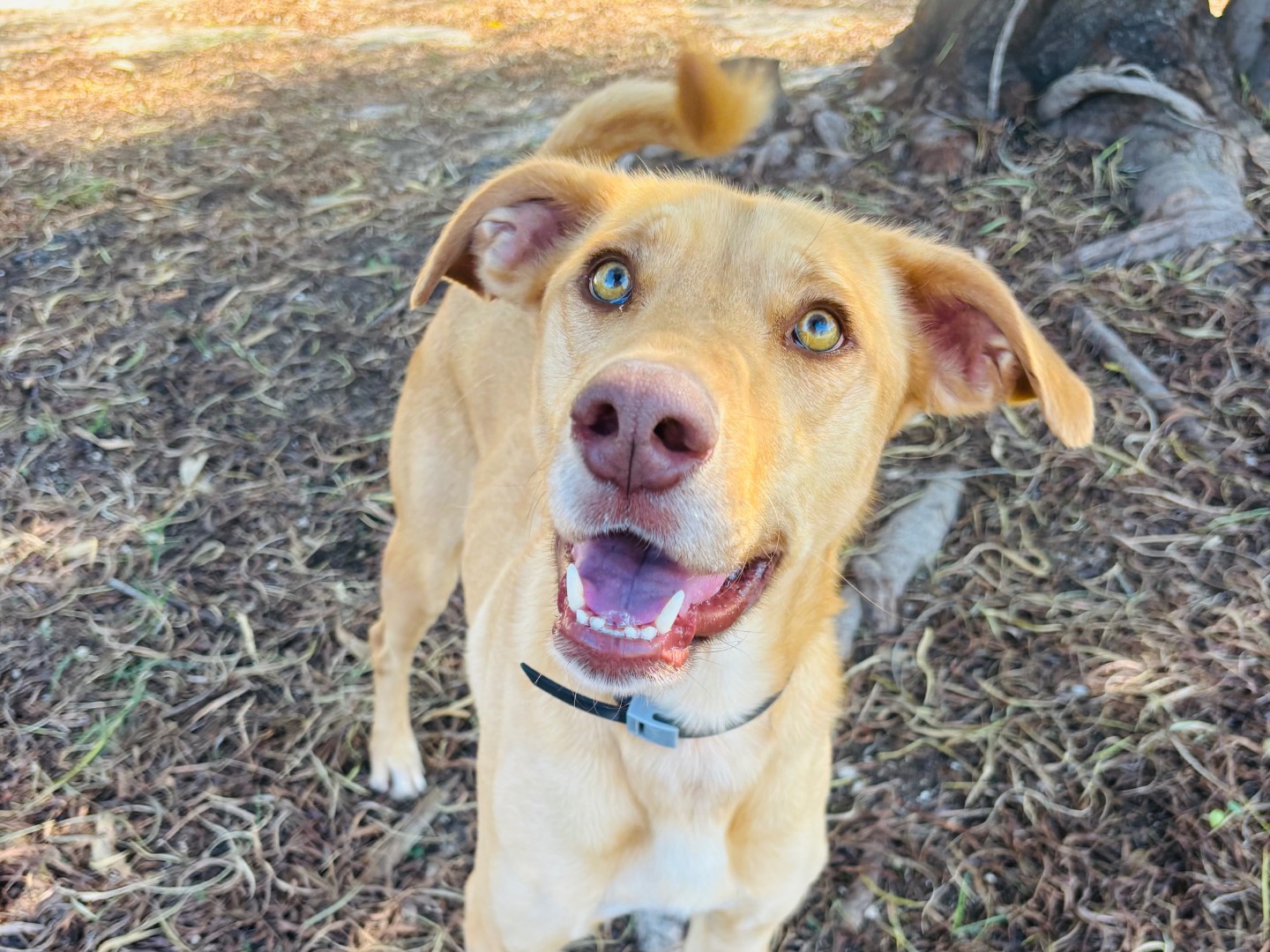 Adotta un cane, taglia media, maschio, Siracusa