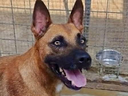 Adotta un cane, maschio, 3 anni e 6 mesi, Siracusa