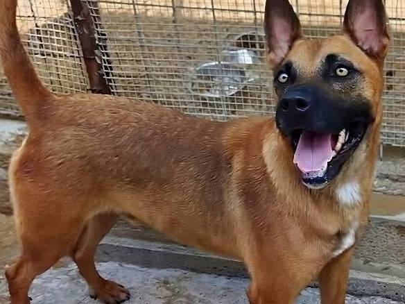 Adotta un cane, taglia media contenuta, maschio, Siracusa