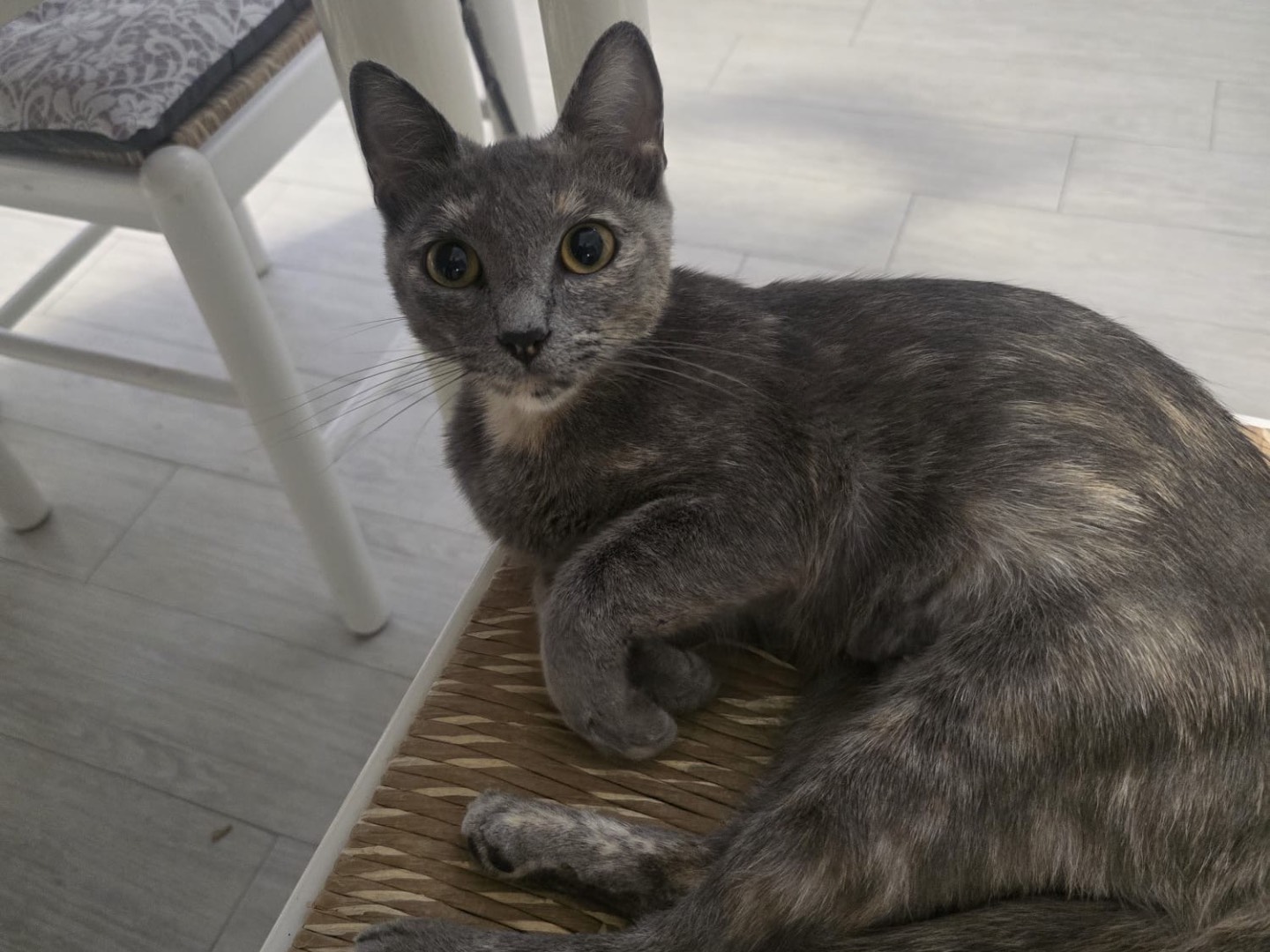 Adotta un gatto, femmina, 1 anno, Pescara