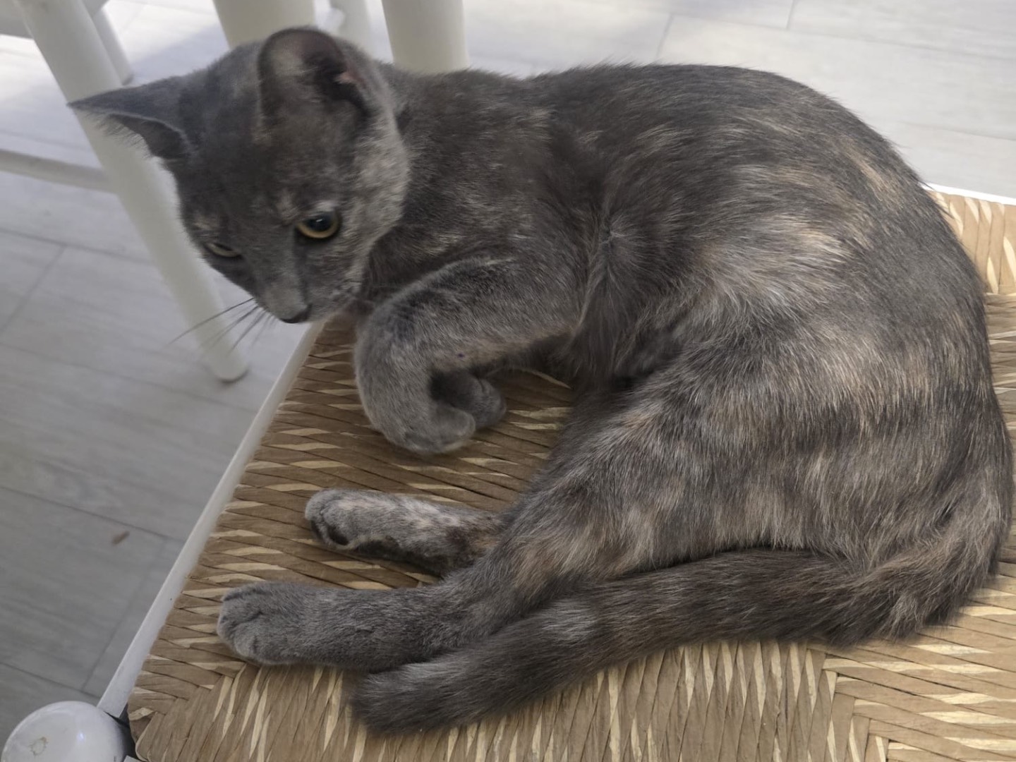 Adotta un gatto, taglia non valida, femmina, Pescara
