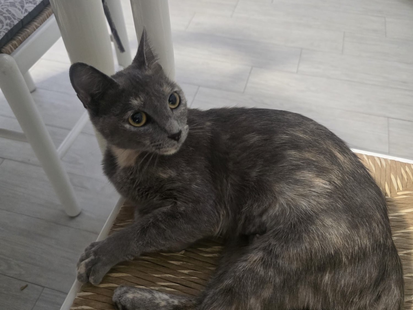 Vuoi adottare un gatto a Pescara?