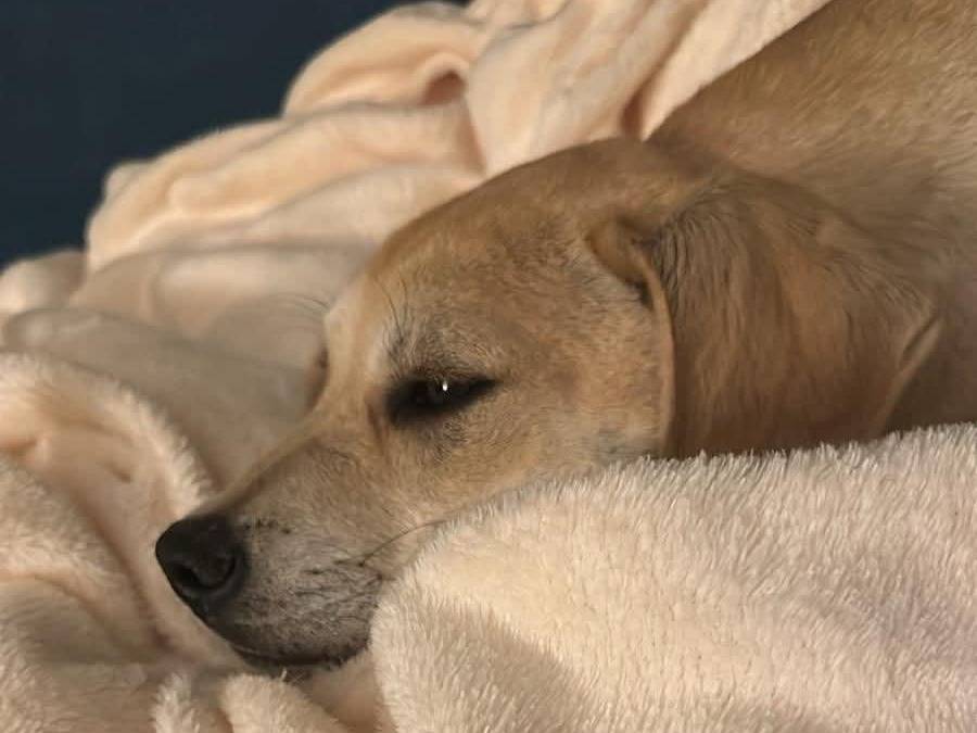 Adozione cane, femmina, Amstaff Razza sconosciuta, 8 mesi, taglia media, Caserta