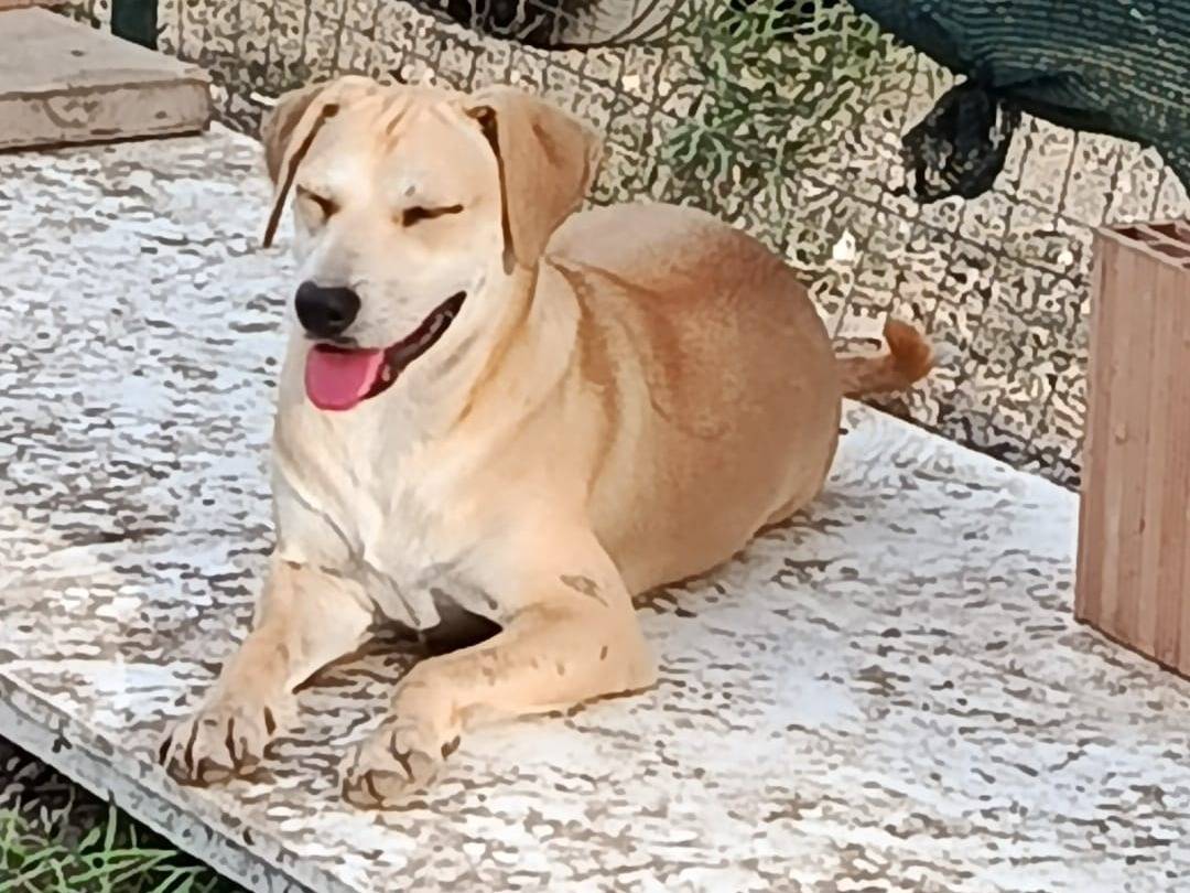 Adotta un cane, femmina, 8 mesi, Caserta