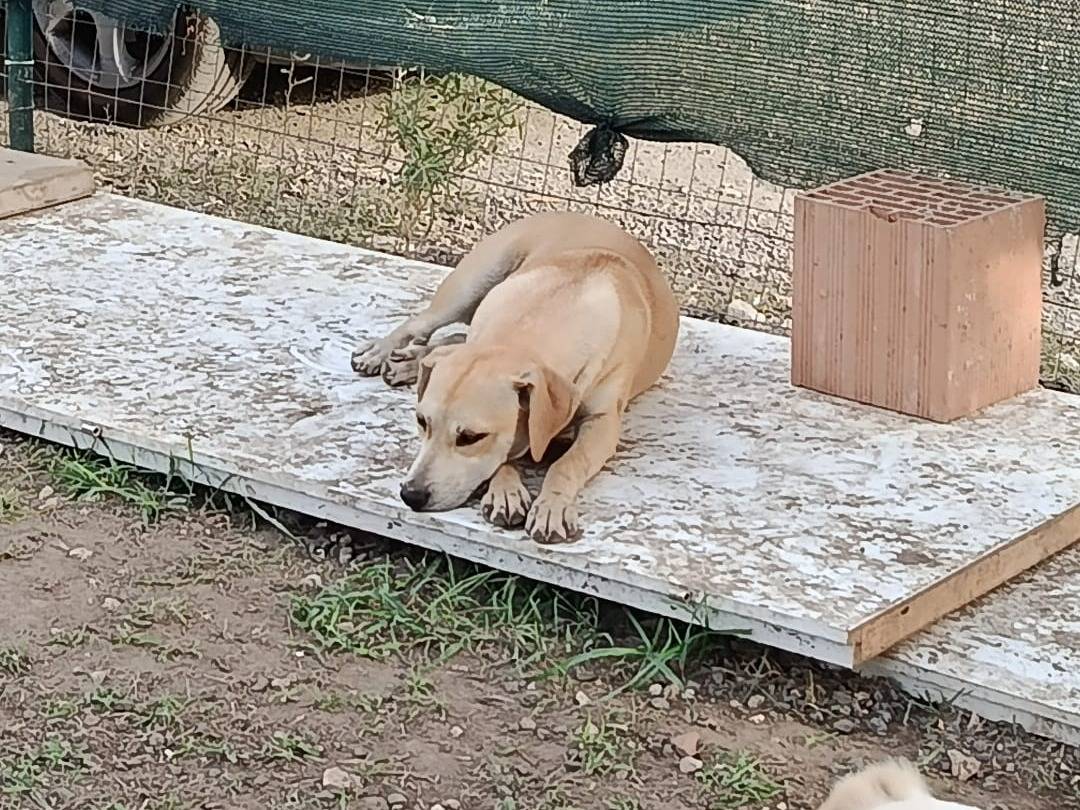 Adotta un cane, taglia media, femmina, Caserta