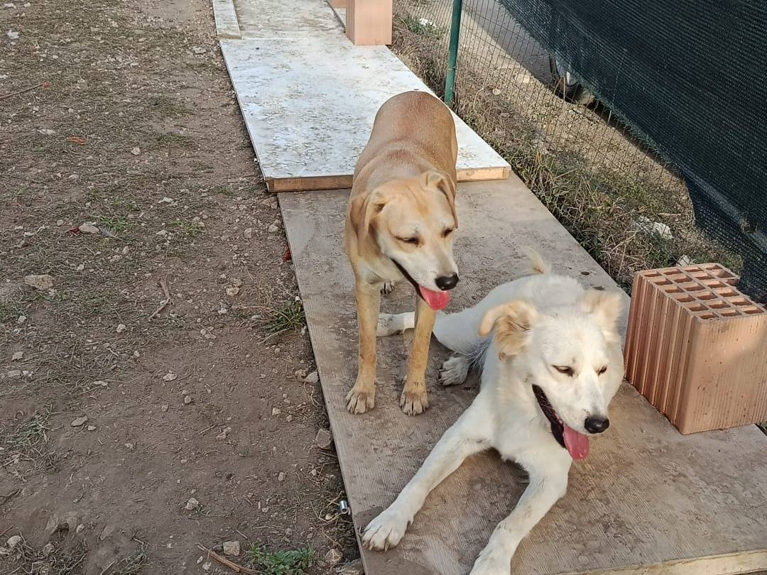 Vuoi adottare un cane a Caserta?
