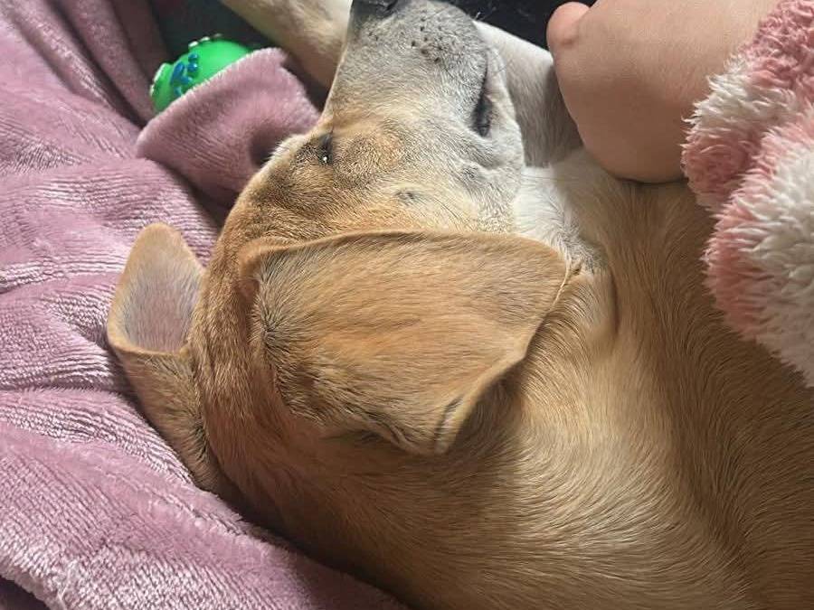 Adotta il cane Undi a Caserta
