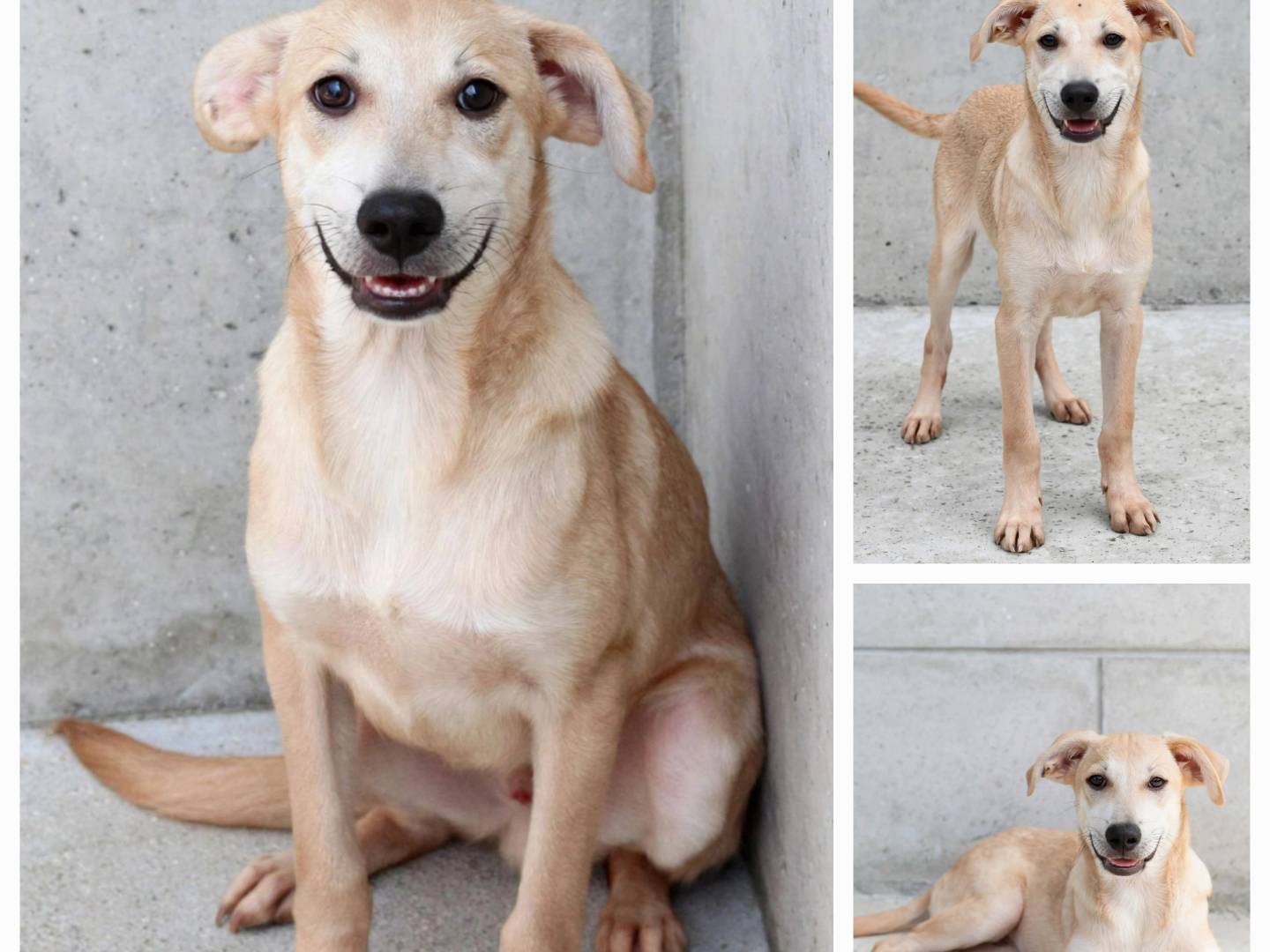 Vuoi adottare un cane a Latina?