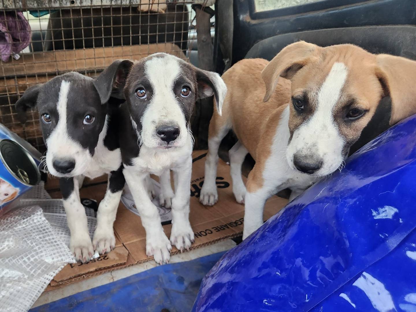 Adozione cane, femmina, Razza sconosciuta Razza sconosciuta, 3 mesi, taglia media contenuta, Cosenza