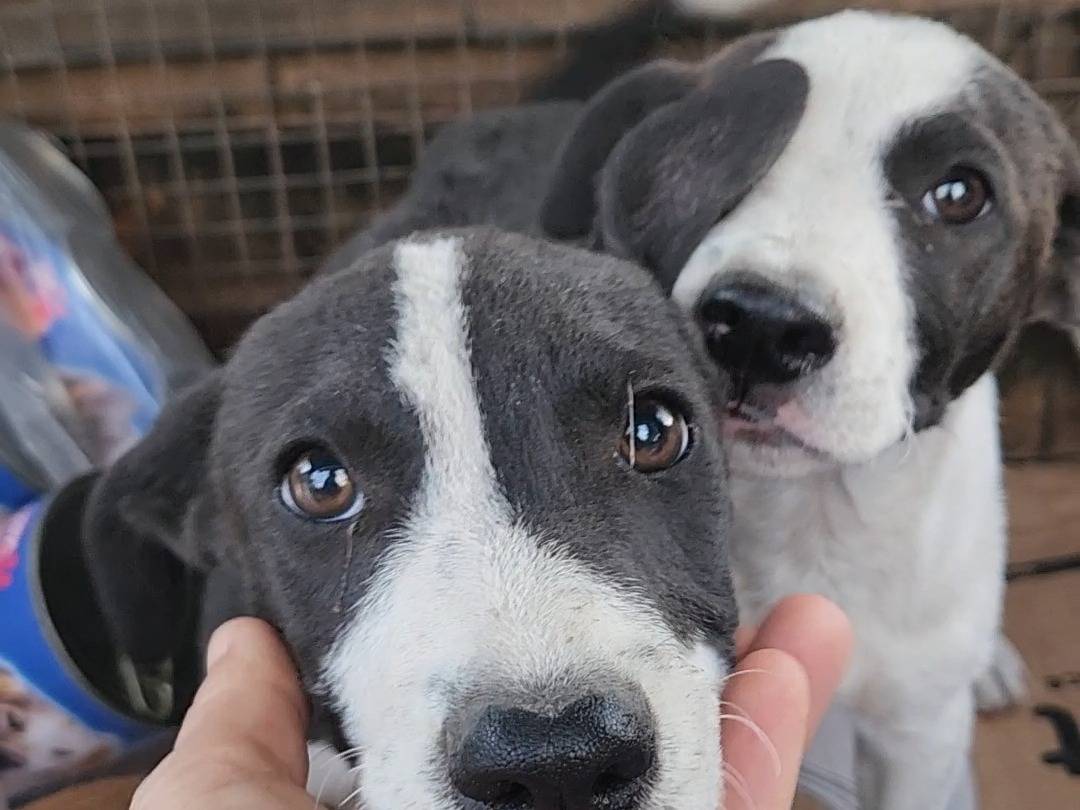 Adotta un cane, femmina, 3 mesi, Cosenza