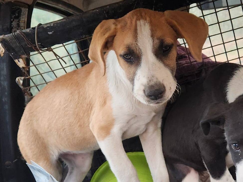 Vuoi adottare un cane a Cosenza?