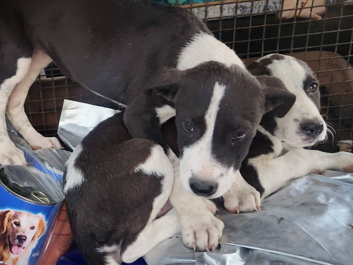 Adotta il cane Tea Bea Lea  a Cosenza