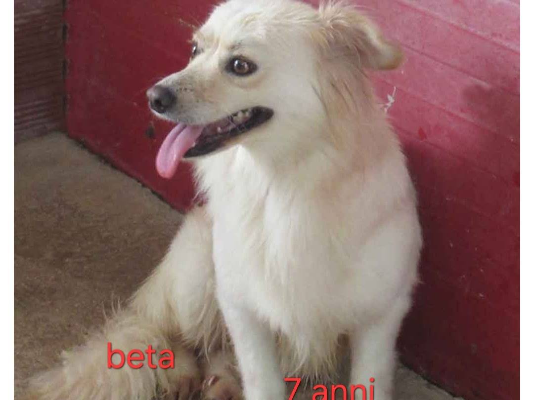 Adozione cane, femmina, Razza sconosciuta Razza sconosciuta, 3 anni e 8 mesi, taglia piccola, Latina